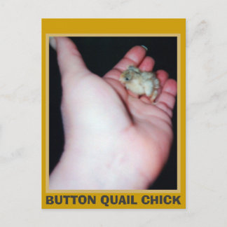 BUTTON QUAIL CHICK POSTCARD