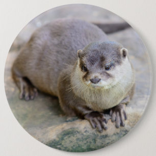 Button with small-clawed otter