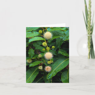 Buttonbush @ Stenton House Museum & Garden Thank You Card