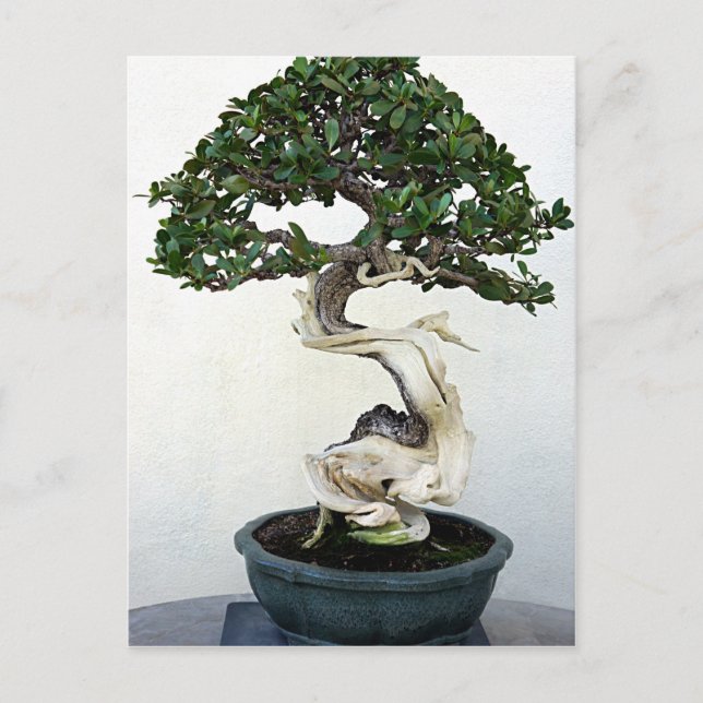 Buttonwood Bonsai Tree Postcard (Front)