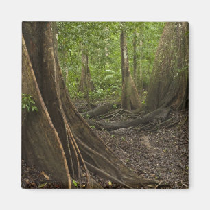 Buttress Roots. Rainforest, Mapari Rupununi, 2 Magnet
