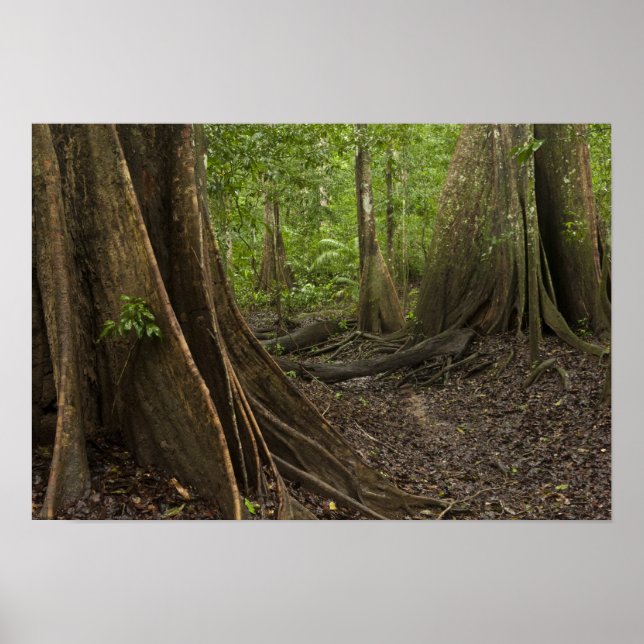 Buttress Roots. Rainforest, Mapari Rupununi, 2 Poster (Front)