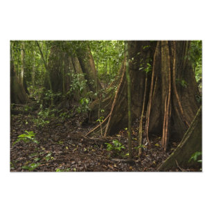 Buttress Roots. Rainforest, Mapari Rupununi, Photo Print