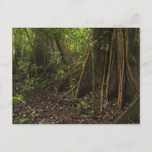 Buttress Roots. Rainforest, Mapari Rupununi, Postcard