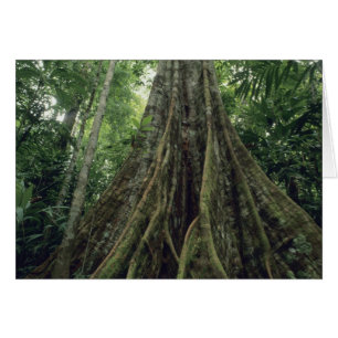 Buttressed tree in rainforest, Corcovado