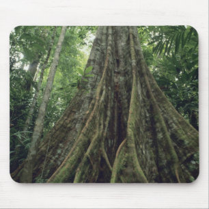 Buttressed tree in rainforest, Corcovado Mouse Pad