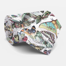 buttterflies summer, nature