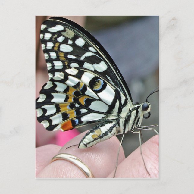 buuterfly postcard (Front)