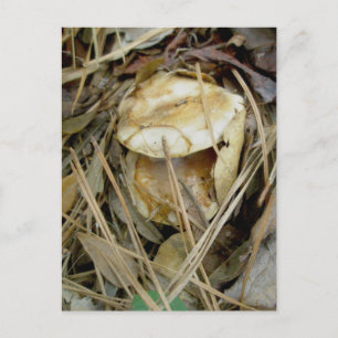 Buxton Woods Mushroom Pair OBX Postcard