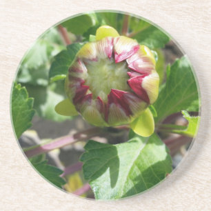 buy in autumn coaster