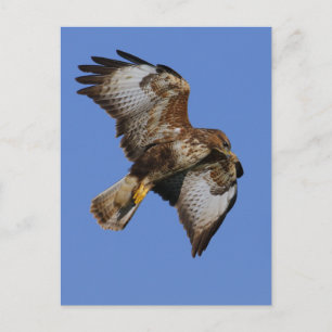 Buzzard 2 postcard