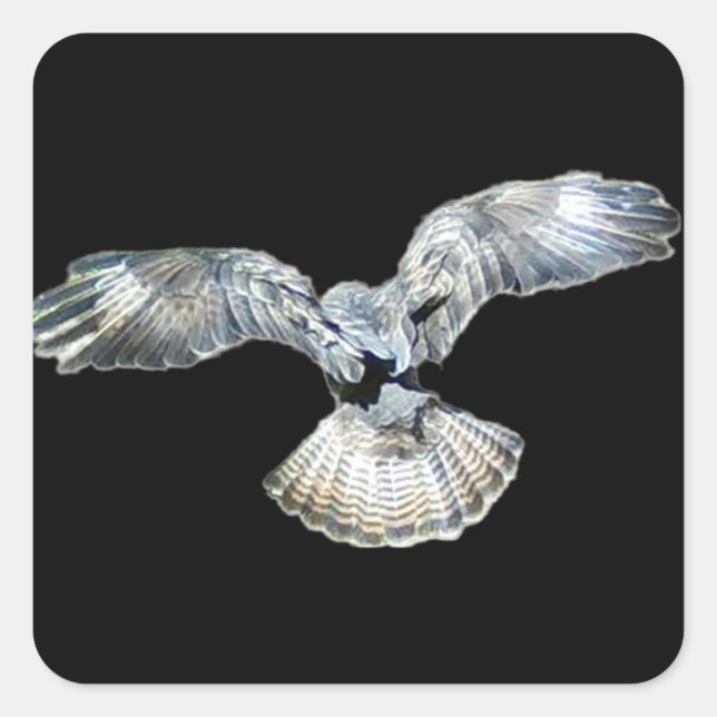 Buzzard Fanned Wings and Tail Landing  Square Sticker (Front)
