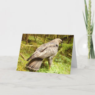Buzzard Looking for Grubs Greetings Card Add Text