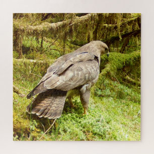 Buzzard looking for grubs jigsaw puzzle