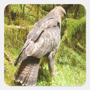 Buzzard looking for grubs square sticker
