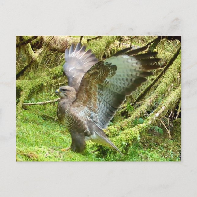 Buzzard Stretching Wings  Holiday Postcard (Front)