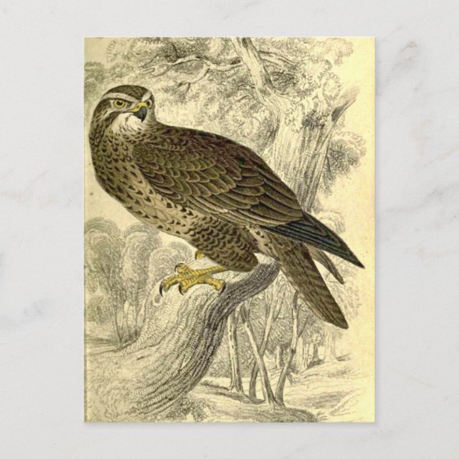 Buzzard:  Vintage Jardine's  print postcard (Front)