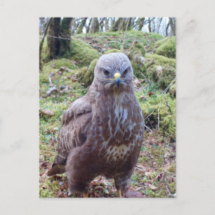 Buzzard With Attitude  Holiday Postcard