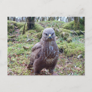 Buzzard With Attitude Holiday Postcard