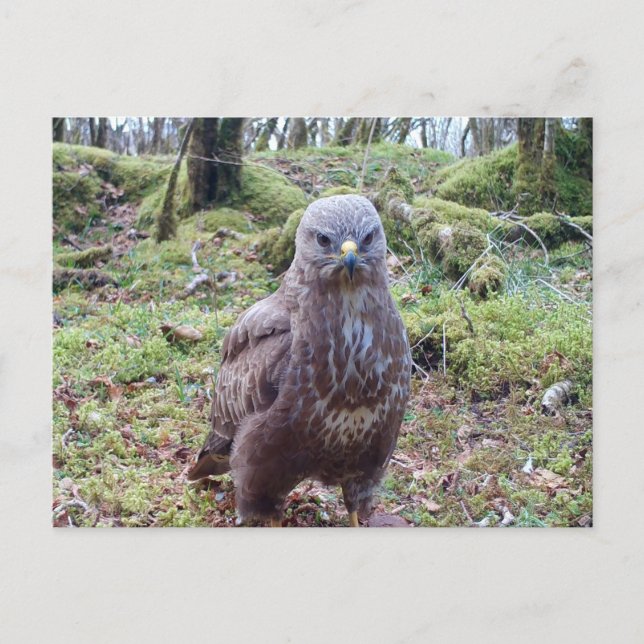 Buzzard With Attitude  Holiday Postcard (Front)