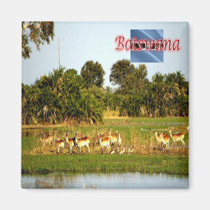 BW - Botswana - Group of Female Lechwe Magnet
