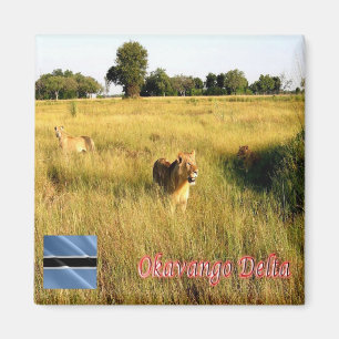 BW - Botswana - Okavango Delta - Lions Magnet
