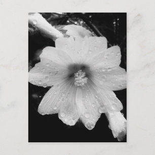 BW flower w/ raindrops Postcard