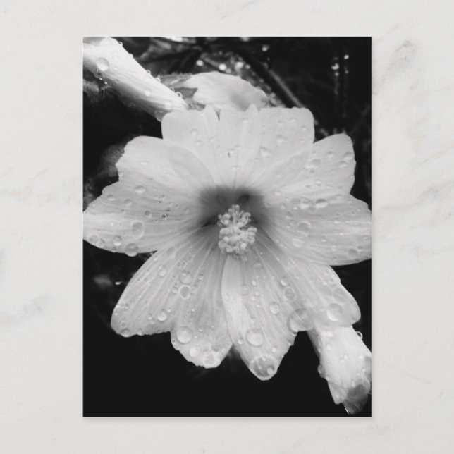 BW flower w/ raindrops Postcard (Front)