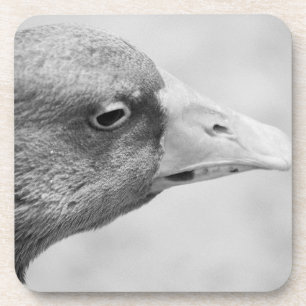 BW Goose Coaster
