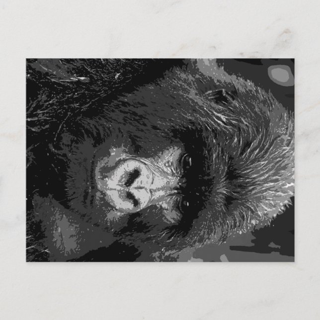 BW Gorilla Face Postcard (Front)
