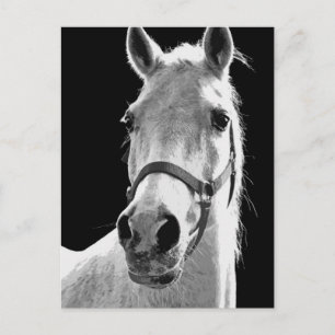 BW Horse Postcard