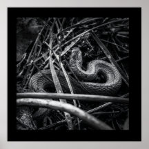 BW Snake Coiled in Grass Poster Print