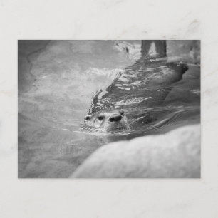 BW Swimming Otter Postcard
