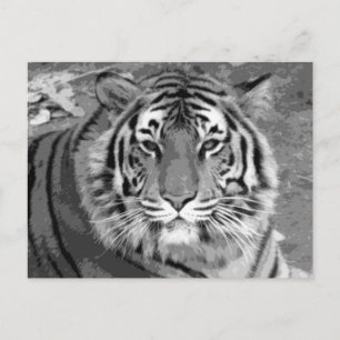 BW Tiger Postcard