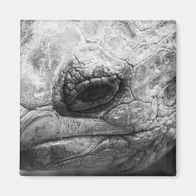 BW Tortoise Magnet (Front)