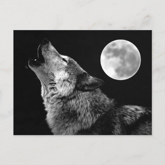 BW Wolf Howling at Moon Postcard (Front)