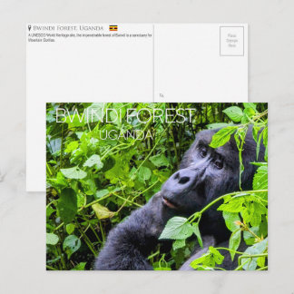 Bwindi Forest, Uganda Travel Postcard