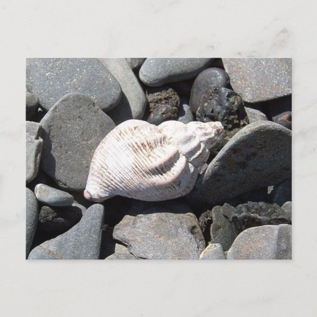 By The Seashore Postcard (Front)