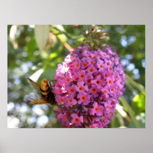Bye Bye Hoverfly Print