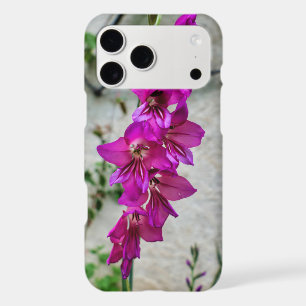 Byzantine Gladiolus