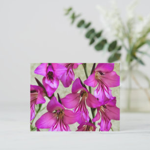 Byzantine Gladiolus Postcard