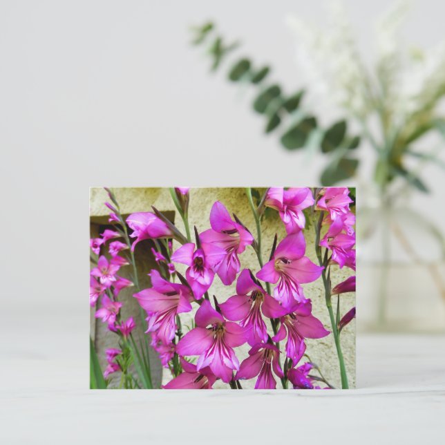 Byzantine Gladiolus Postcard (Standing Front)