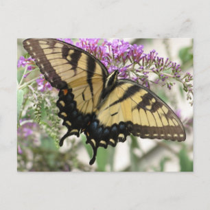 BZ- Swallowtail Butterfly  Postcard