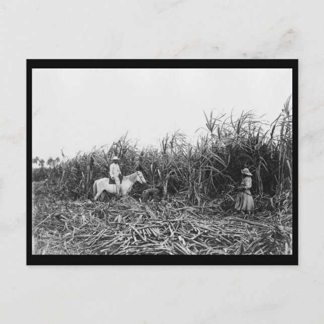 c1904 Cutting Cane on a Cuban Sugar Plantation Postcard (Front)