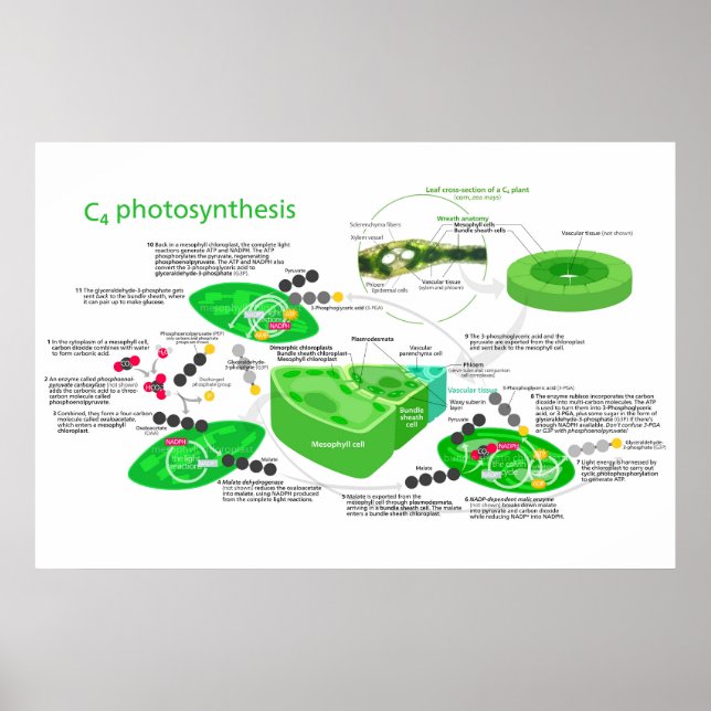C4 Photosynthesis Diagram Leaf Plant Poster (Front)