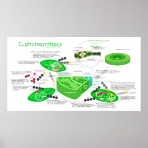 C4 Photosynthesis Diagram Poster