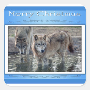 c-2011-grey-wolf-006 square sticker