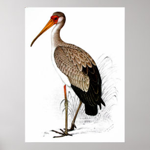 C G Finch-Davies Yellow Billed Stork Poster