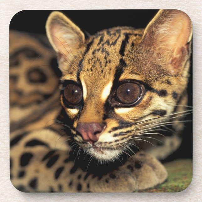 CA, Central Panama, Soberania NP, Margay 2 Coaster (Front)