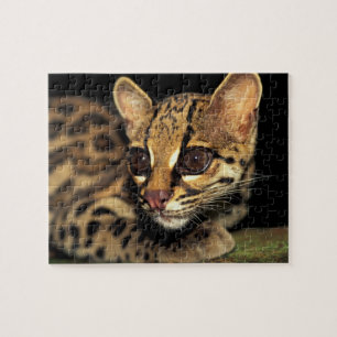 CA, Central Panama, Soberania NP, Margay 2 Jigsaw Puzzle